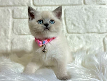 Blue Point British Shorthair Dişi Yavrumuz