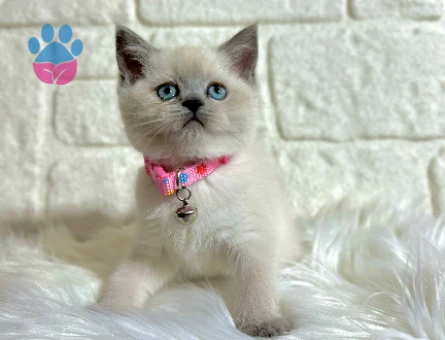 Blue Point British Shorthair Dişi Yavrumuz