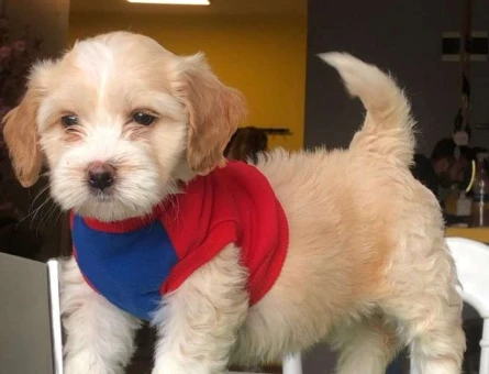 Üst Düzel Kalite Maltipoo Yavrularımız