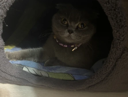 Duman Grisi Scottish Fold Yetişkin Kedi - 4144