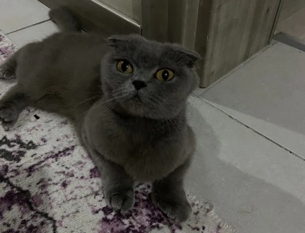 1 yaş scottish fold kedi - 4144