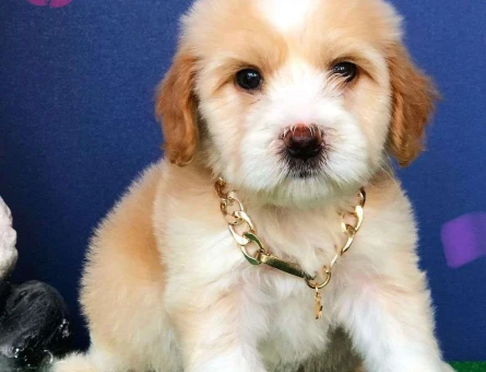 Maltipoo Dişi ve Erkek Yavrularımız