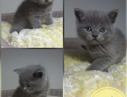 Scottish Straight Mükemmel Güzellikte 2 Aylık Erkek