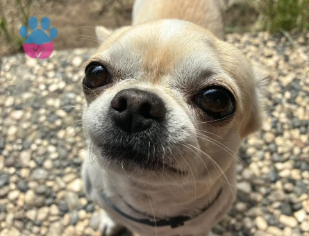 APPLE HEAD CHIHUAHUA OĞLUMA EŞ ARIYORUM
