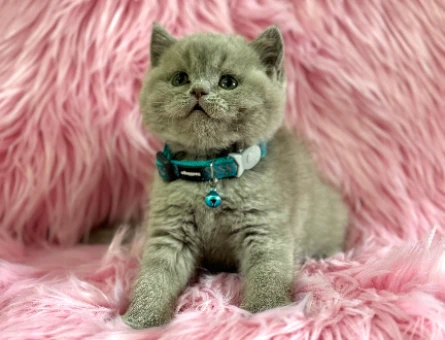 Harika Rengi İle British Shorthair Lilac Yavrularımız