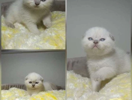 Scottish Fold Erkek 2 Aylık Yuva Arıyor