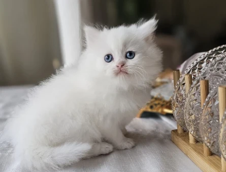 Pamuk Şeker Yavru British Longhair Beyaz