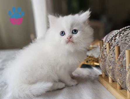 Pamuk Şeker Yavru British Longhair Beyaz