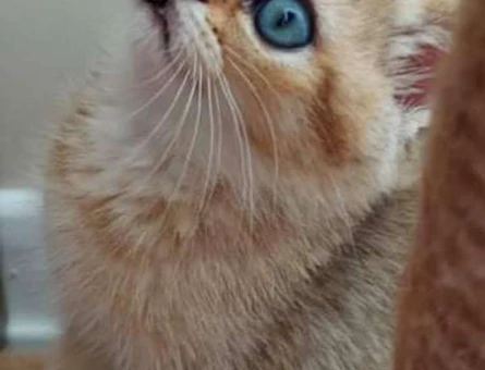 Brtish Shorthair Golden 2 Aylık Dişi ve Erkek