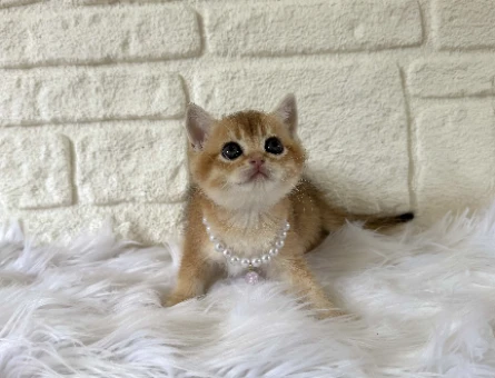 British Shorthair Golden Dişi 2 Aylık Yavrumuz