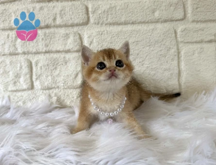 British Shorthair Golden Dişi 2 Aylık Yavrumuz