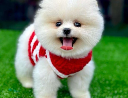 Mükemmel Safkan Pomeranian Boo 2 Aylık Bebekler