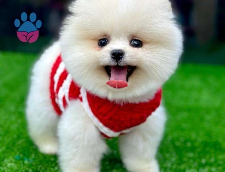 Mükemmel Safkan Pomeranian Boo 2 Aylık Bebekler