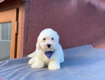 Kar Beyaz Maltese Bebeklerimiz