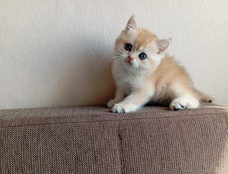 Golden British Shorthair 2 Aylık