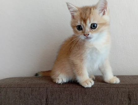 British shorthair golden NY11 NY12 - 4214