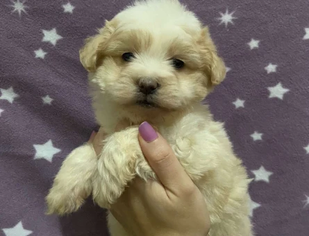 Orjinal Maltipoo Dişi ve Erkek Bebeklerimiz