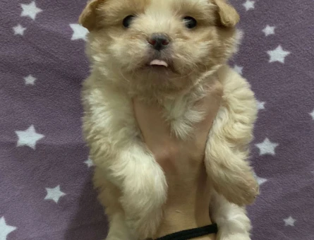 Şov Kalite Maltipoo Bebeklerimiz