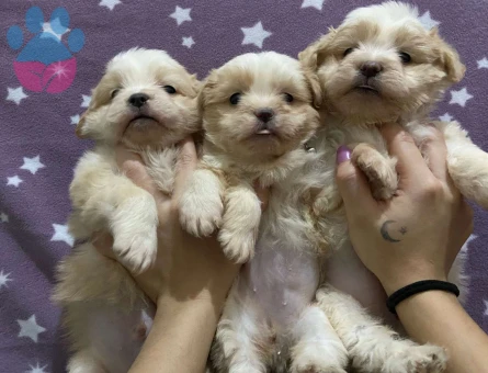 Erkek ve Dişi Harika Güzellikte Maltipoo Yavrularımız