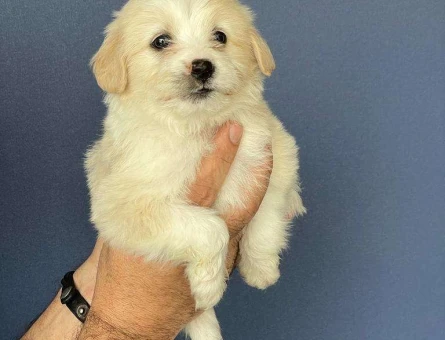 Dişi ve Erkek Safkan Maltipoo Yavruları