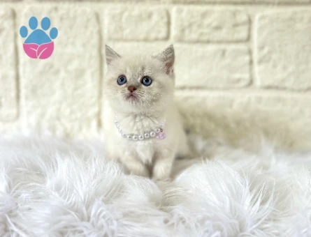 British Shorthair Blue point Dişi 2 Aylık