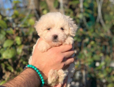 Mükemmel Güzelikte Maltipoo Dişi ve Erkek Yavrularımız