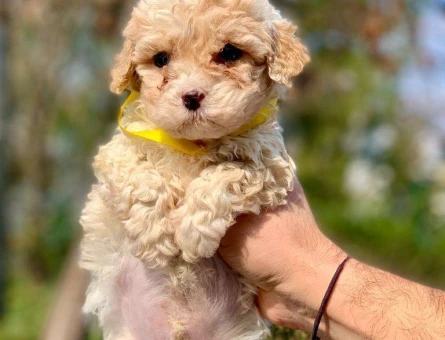 En Güzel Renkli Maltipoo Yavrularımız