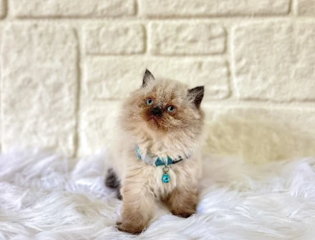 British Longhair Çikolata Point Erkek