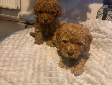 Safkan Kızıl Poodle Yavrularımız