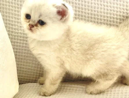 British Shorthair Ayıcık Suratlı Yuva Arıyor - 4395