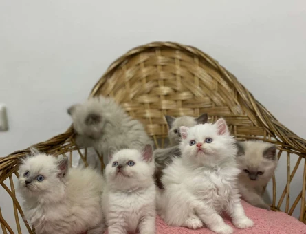 British Shorthair Ns11 Safkan Yavrular