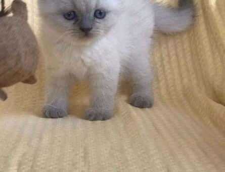 DİŞİ VE ERKEK SCOTTİSH FOLD BLUEPOİNT