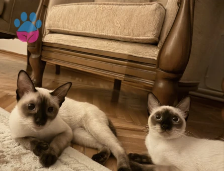 DİŞİ SİYAM KEDİLERİMİZİ SAHİPLENDİRMEK İSTİYORUZ - 4523