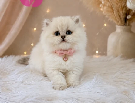British Longhair Muhteşem Güzellikte Yavrumuz - 4525