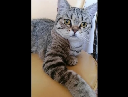 British Shorthair Exzotic - 4536