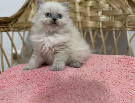 British Shorthair Silver Ns11 Erkek Yavru