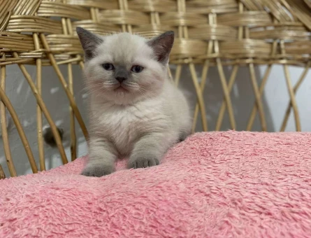 British Shorthair Silver Ns11 Safkan Yavrularımız
