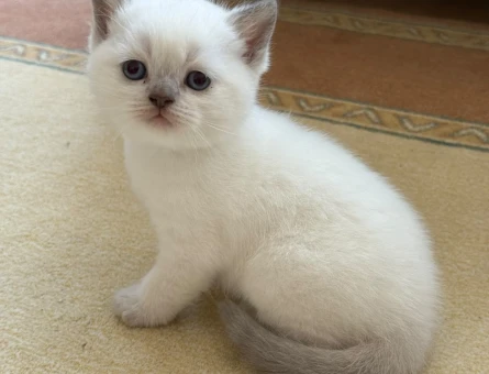 British Shorthair Blue Point - 4587