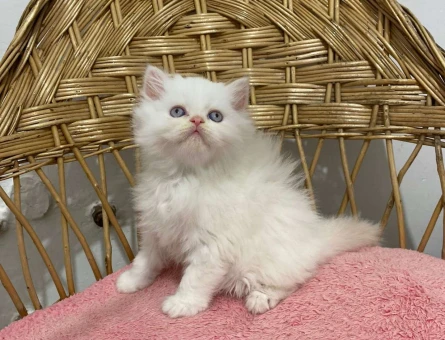 British Shorthair Red Point Yavrularımız 2 Aylık