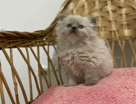 British Longhair Blue Point Safkan Kızımız 2 Aylık