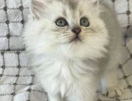 British Shorthair Silver Ns11 Yavrularımız