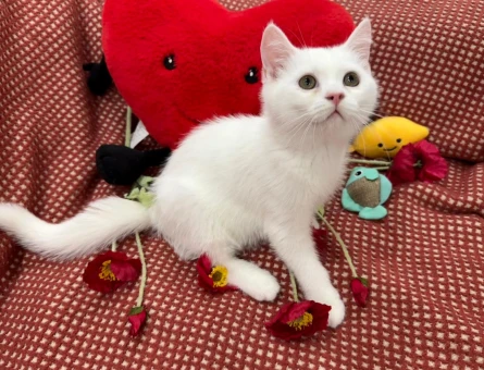 50 günlük gri scottish fold - 4652