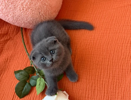 50 günlük gri scottish fold - 4652