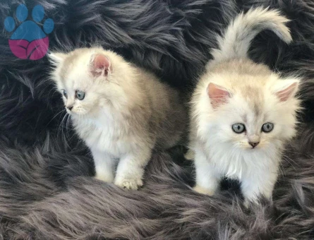 British Shorthair Silver Longhair Ns11 Dişi ve Erkek
