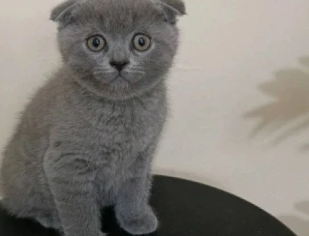 Scottish Fold 2 Aylık Bebek - 4699