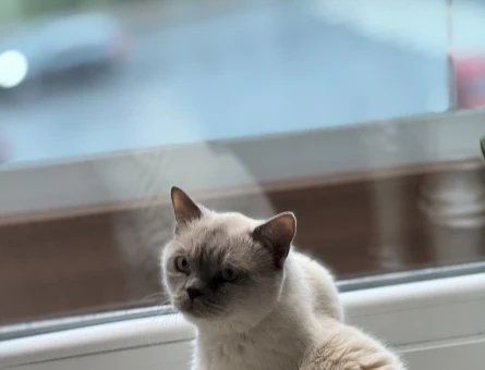 British Shorthair 8 Yaşında Yuva Arıyor - 4701