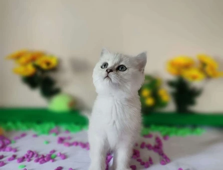 British Shorthair Silver Ns11 Erkek Yavrumuz