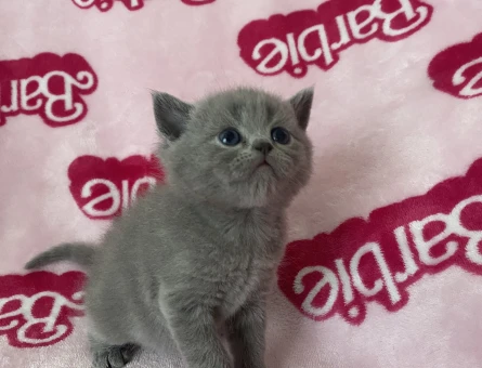 British Shorthair Golden Yavru - 4739