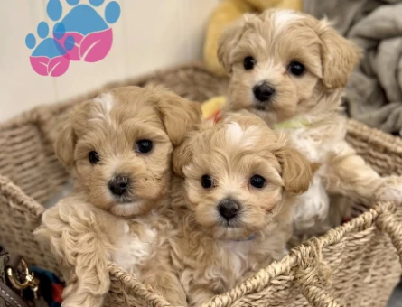 Maltipoo Mini Sevimli Bebekler - 4765