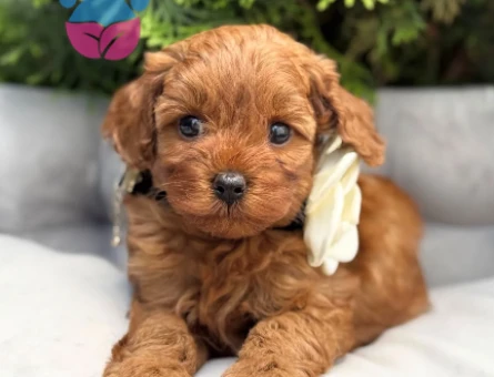 MİNİ BOY TOY POODLE YAVRULAR - 4772